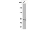Western Blot analysis of K562 cells using CHSY1 Polyclonal Antibody