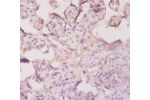 Immunohistochemistry of paraffin-embedded human placenta using CSB-PA001654YA01HU at dilution of 1:20