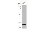 Western Blot analysis of HepG2 cells using Claudin-19 Polyclonal Antibody