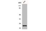 Western Blot analysis of A549 cells using Claudin-5 Polyclonal Antibody