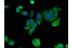 Immunofluorescent analysis of HepG2 cells using CSB-PA001681LA01HU at a dilution of 1:100 and Alexa Fluor 488-congugated AffiniPure Goat Anti-Rabbit IgG(H+L)