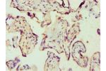 Immunohistochemistry of paraffin-embedded human placenta using CSB-PA001682ESR2HU at dilution 1:100