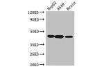 Western Blot<br />
Positive WB detected in:HepG2 whole cell lysate,A549 whole cell lysate,Mouse brain tissue<br />
All lanes:AMT antibody at 3.5ug/ml<br />
Secondary<br />
Goat polyclonal to rabbit IgG at 1/50000 dilution<br />
Predicted band size: 44,38,