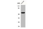Western Blot analysis of HepG2 cells using CLCC1 Polyclonal Antibody
