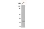 Western Blot analysis of HT29 cells using CLIC4 Polyclonal Antibody