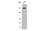 Western Blot analysis of RAW264.7 cells using CLIP-170 Polyclonal Antibody