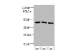 Western blot<br />
All lanes:ANGPTL7 antibody at 2ug/ml<br />
Lane 1:MCF-7 cells<br />
Lane 2:COLO320 cells<br />
Lane 3:HepG2 cells<br />
Secondary<br />
Goat polyclonal to rabbit at 1/10000 dilution<br />
Predicted band size: 40kDa<br />
Observed band s