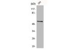Western Blot analysis of 293 cells using CLK1 Polyclonal Antibody