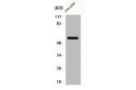 Western Blot analysis of A549 cells using CLK2 Polyclonal Antibody