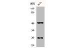 Western Blot analysis of Hela cells using Clusterin Polyclonal Antibody