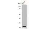 Western Blot analysis of COS7 cells using CMTM3 Polyclonal Antibody