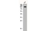 Western Blot analysis of 3T3 cells using CNG-1