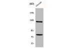 Western Blot analysis of HeLa cells using COL1A2 Polyclonal Antibody