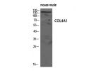 Western Blot analysis of rat-musle cells using COL4A1 Polyclonal Antibody