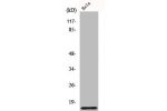 Western Blot analysis of 293 cells using COX17 Polyclonal Antibody