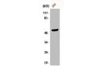 Western Blot analysis of 293 cells using CPA5 Polyclonal Antibody