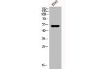 Western Blot analysis of K562 cells using CPE Polyclonal Antibody