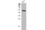 Western Blot analysis of Hela cells using CPN cat Polyclonal Antibody