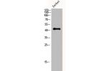 Western Blot analysis of Jurkat cells using Creatine Kinase M Polyclonal Antibody