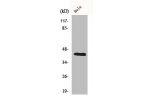 Western Blot analysis of HeLa cells using CREB-1 Polyclonal Antibody