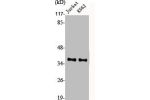 Western Blot analysis of Jurkat K562 cells using CREB-2 Polyclonal Antibody