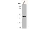 Western Blot analysis of COS7 cells using Crk II Polyclonal Antibody