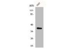 Western Blot analysis of COS7 cells using Crk-L Polyclonal Antibody