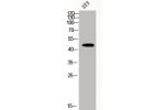 Western Blot analysis of 3T3 cells using CSN3 Polyclonal Antibody