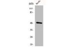 Western Blot analysis of 293 cells using CstF-50 Polyclonal Antibody