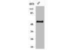 Western Blot analysis of HepG2 cells using CstF-64 Polyclonal Antibody