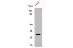 Western Blot analysis of HuvEc cells using CTDSP1 Polyclonal Antibody