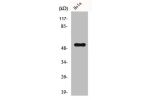 Western Blot analysis of HepG2 cells using CUG-BP1 Polyclonal Antibody