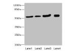 Western blot<br />
All lanes: