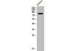 Western Blot analysis of Jurkat cells using CUL-2 Polyclonal Antibody