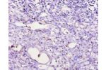 Immunohistochemistry of paraffin-embedded human kidney using CSB-PA001836HA01MO at dilution 1:100