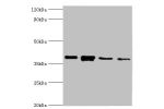 Western blot<br />
All lanes:Annexin A1 antibody at 2ug/ml<br />
Lane 1:PC-3 whole cell lysate<br />
Lane 2:A431 whole cell lysate<br />
Lane 3:K562 whole cell lysate<br />
Lane 4:MCF-7 whole cell lysate<br />
Secondary<br />
Goat polyclonal to rabbit at 