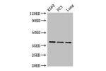 Western Blot<br />
Positive WB detected in:K562 whole cell lysate,PC3 whole cell lysate,Mouse lung tissue<br />
All lanes: Anxa1 antibody at 0.42