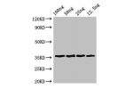 Western Blot<br />
Positive WB detected in Recombinant protein<br />
All lanes:ANXA13 antibody at 3