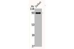 Western Blot analysis of Jurkat cells using CUL-3 Polyclonal Antibody