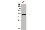 Western Blot analysis of K562 cells using CXCR-3 Polyclonal Antibody