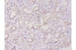 Immunohistochemistry of paraffin-embedded human kidney using CSB-PA001844YAO1HU at dilution of 1:20