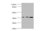 Western blot<br />
All lanes:Annexin A5 antibody at 2ug/ml<br />
Lane 1:Hela whole cell lysate<br />
Lane 2:A431 whole cell lysate<br />
Lane 3:HepG2 whole cell lysate<br />
Secondary<br />
Goat polyclonal to rabbit at 1/10000 dilution<br />
Predicted ban