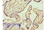 Immunohistochemistry of paraffin-embedded human placenta tissue using CSB-PA001852LA01HU at dilution 1:100