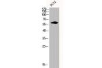 Western Blot analysis of PC-12 cells using Cyclin B1 Polyclonal Antibody