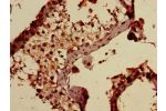 Immunohistochemistry of paraffin-embedded human testis tissue using CSB-PA001868ED01HU at dilution of 1:100