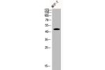 Western Blot analysis of MCF7 cells using Cyclin E1 Polyclonal Antibody