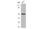 Western Blot analysis of HeLa cells using Cyclin E1 Polyclonal Antibody