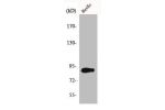 Western Blot analysis of HuvEc cells using Cyclin F Polyclonal Antibody