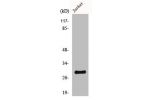 Western Blot analysis of Jurkat cells using Cyclin G Polyclonal Antibody