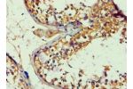 Immunohistochemistry of paraffin-embedded human testis using CSB-PA001890ESR2HU at dilution 1:100